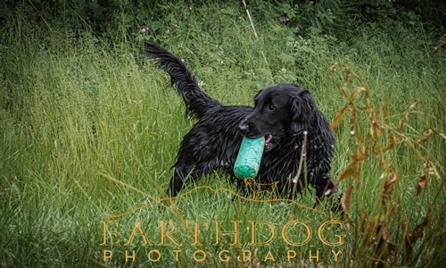 Dog with dummy